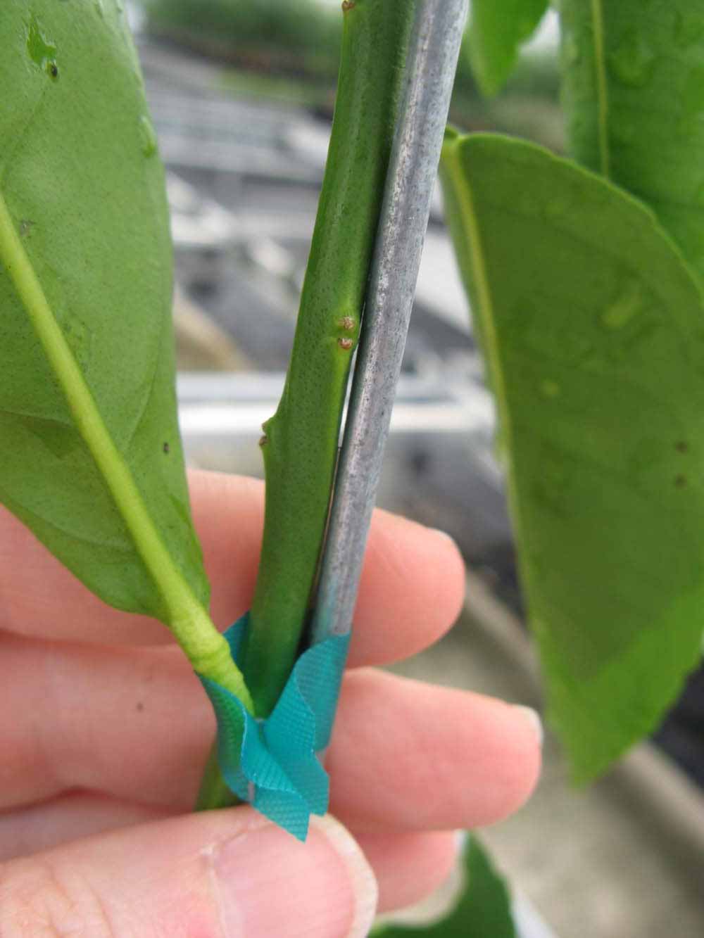              First year twig (Phillip Rucks Citrus Nursery, Frostproof,   FL)       